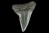 Fossil Mako Shark Tooth - South Carolina #128743-1